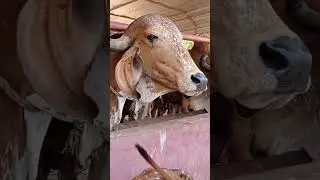 gomata Puja.