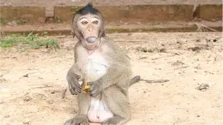 Independent Life With Confident Baby Monkey Bobby. No More Training, Not Much Close Up Milk Bar.