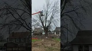 #tree #garden #winter #newjersey #plants #subscribe #shortvideo #fall #cleaning