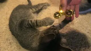 DUDE THE CAT TRIES A FIDGET SPINNER!!