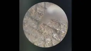 ASMR Micro Cleaning - Very Old Round File