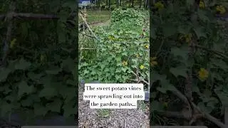 DIY sweet potato trellis 🥰 #tinydreamerhomestead #tinydreamergardens #sweetpotatoes #DIYtrellis