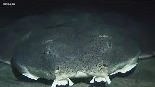 Diver captures underwater magic at La Jolla Shores