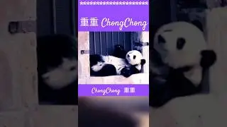 大熊貓重重懶洋洋營業 Panda ChongChong works lazily