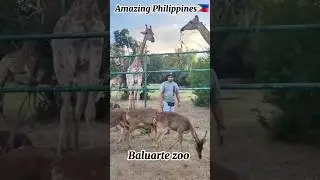 Wildlife tour | Baluarte Zoo Philippines Rare Animals (2025) | Must-See#PhilippinesTravel#Adventure#