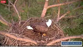 Berry College Eagles - Dad & Mom - 10/06/2015