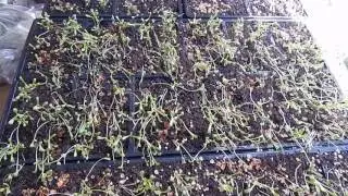 AFRICAN DAISY FLOWERS FROM SEED 72 COUNT TRAYS INDOORS GROOVY ORANGE YELLOW