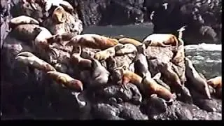 Resurrection Bay Cruise - Spring 2001