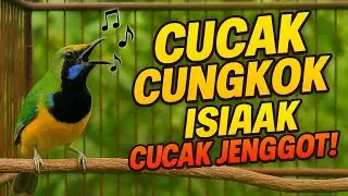 LIVE🔥 CUCAK CUNGKOK‼️ TEMBAKAN KASAR MENGERIKAN + ISIAN CUCAK JENGGOT💥  #BurungGacor #BurungLomba