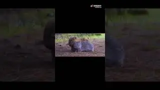 Wombat