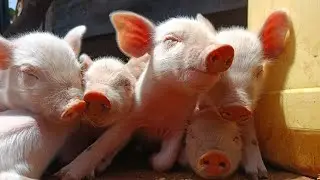 Calm Farm Live: Raising Day 8 Piglets 🐷