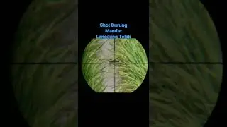 Shot Burung Mandar Sawah Langsung Tumbang #Shorts