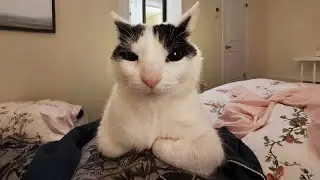 You Laugh, You Lose! 🤣 Funny Cat Videos 2026 😹 Part 99