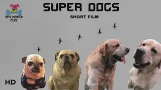 Super dogs short film - cute puppies club || HD ||