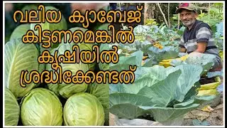ക്യാബേജ് കൃഷി വിജയിക്കണമെങ്കിൽ ശ്രദ്ധിക്കേണ്ടത് /Cabbage Krishi in Malayalam /Cabbage Cultivation 