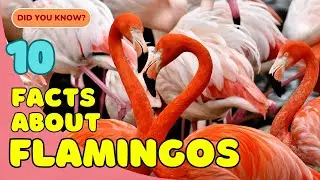 10 Fascinating Facts About Flamingos You Didn&rsquo;t Know! 🦩