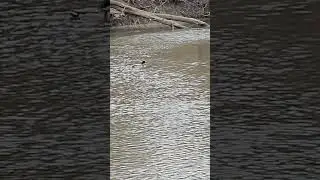 A Couple of Ducks on Salt Creek