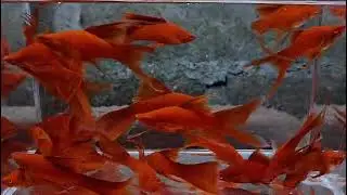 H/F Blood Red Firecracker Swordtails