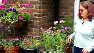 Add instant colour now to your garden with Verbena rigida