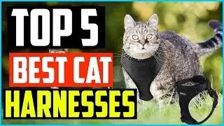 Top 5 Best Cat Harnesses in 2024