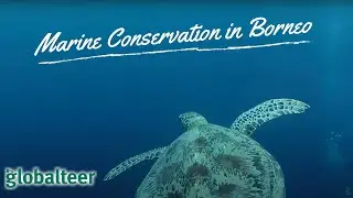 Marine Conservation in Borneo