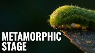 Dragonfly Compound Eye Macro Close-Up | Microtime Wildlife 8K