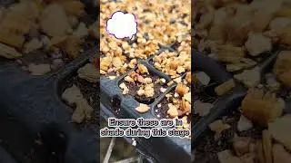 Germinating Cyclamen Time Lapse