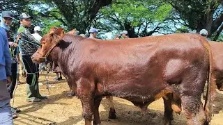 15 juta !! Limousin Super Harga Murah !! Pasar Sapi Jatirogo 