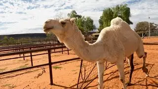 We didn't eat this camel but came close - Kings Creek Station - NT Australia Travel Vlog