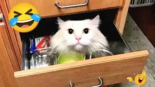 Funniest Animals 2026 🤣😅 New Funny Cats Videos 😸...#cat #funnycat #viralcats