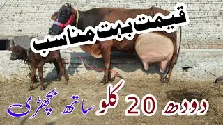 Friesen Jersey Cholstani Cross Cow For Sale In Pakistan (03001921999) Geo Animal TV 20 November 2025