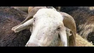 going to see my sheaps in himalaya / himalayan sheaperd