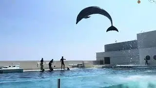 Dolphin and Orca Show#travel #Kobe#Japan#animals #dolphin #orca 