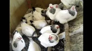 Light Sussex Chicken Tractor Tour,  Jan 2017