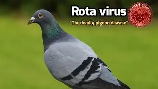 Rotavirus in Racing Pigeons: Symptoms, Prevention, and Expert Solutions!