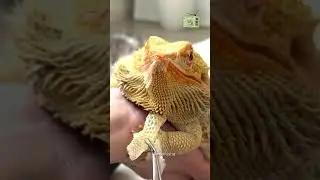 ASMR Lizard Shedding Sound: Pure ASMR Magic 🦎✨