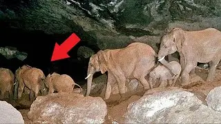 Каждую ночь эти слоны уходят в пещеру! Вы ахнете узнав причину!