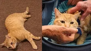 How Disabled Cat Rescued from Streets Became Nursing Home Therapy Pet