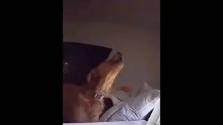 Dog bark but its extremely loud