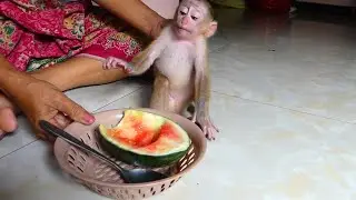 Mother gives baby monkey watermelon -Baby waiting so happy