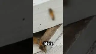The Symphony Of The Honey Bees #beeconservation #biodiversity #ecosystem  #honeybees