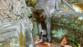 OMG!! What Happened When Mama Left Her Newborn Baby Playing Alone? Sweet & Lovely Baby Monkey