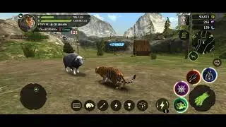 The tiger lvl up to 52