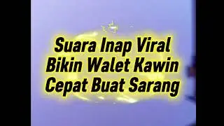 Suara Inap Viral Birahi Walet &ndash; Bikin Walet Cepat Kawin & Cepat Buat Sarang 🕊️