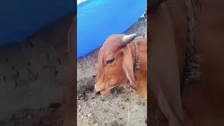 rupva tor niharu a dhaniya chand lagelu @Er.Satishk-Legal #song #bhojpuri