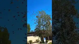 What Are They Doing?! #nature #animals