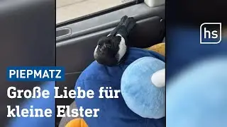 Paar rettet Baby-Elster vor Tod | hessenschau