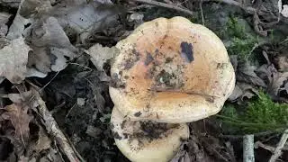 Lactarius zonarius, September 11, 2022