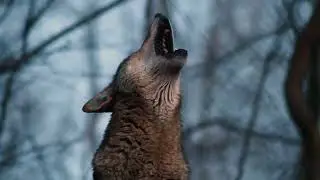 The Wolf Is Coming! | SV300 & FF500 WOLF!
