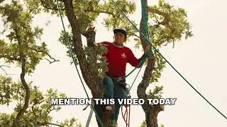 Tree Care Services | Brents Tree Service | Austin, Round Rock, Georgetown TX